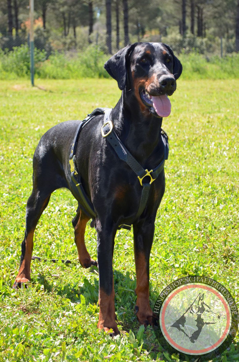 Sporthund Hundegeschirr aus Leder für für Dobermann kaufen online